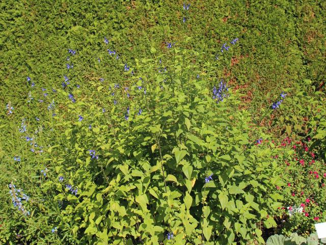 Photo of Blue Anise Sage (Salvia coerulea) uploaded by RuuddeBlock