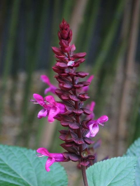 Photo of Rose Leaf Sage (Salvia involucrata) uploaded by RuuddeBlock