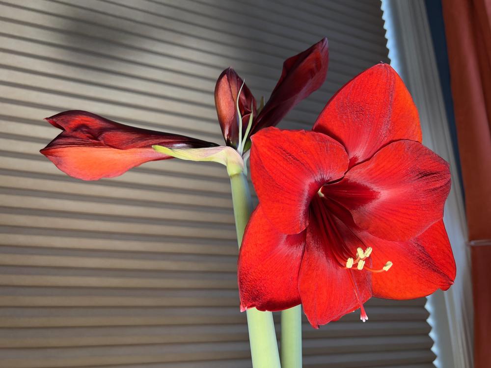 Photo of Amaryllis (Hippeastrum 'Red Lion') uploaded by TheCreekKid