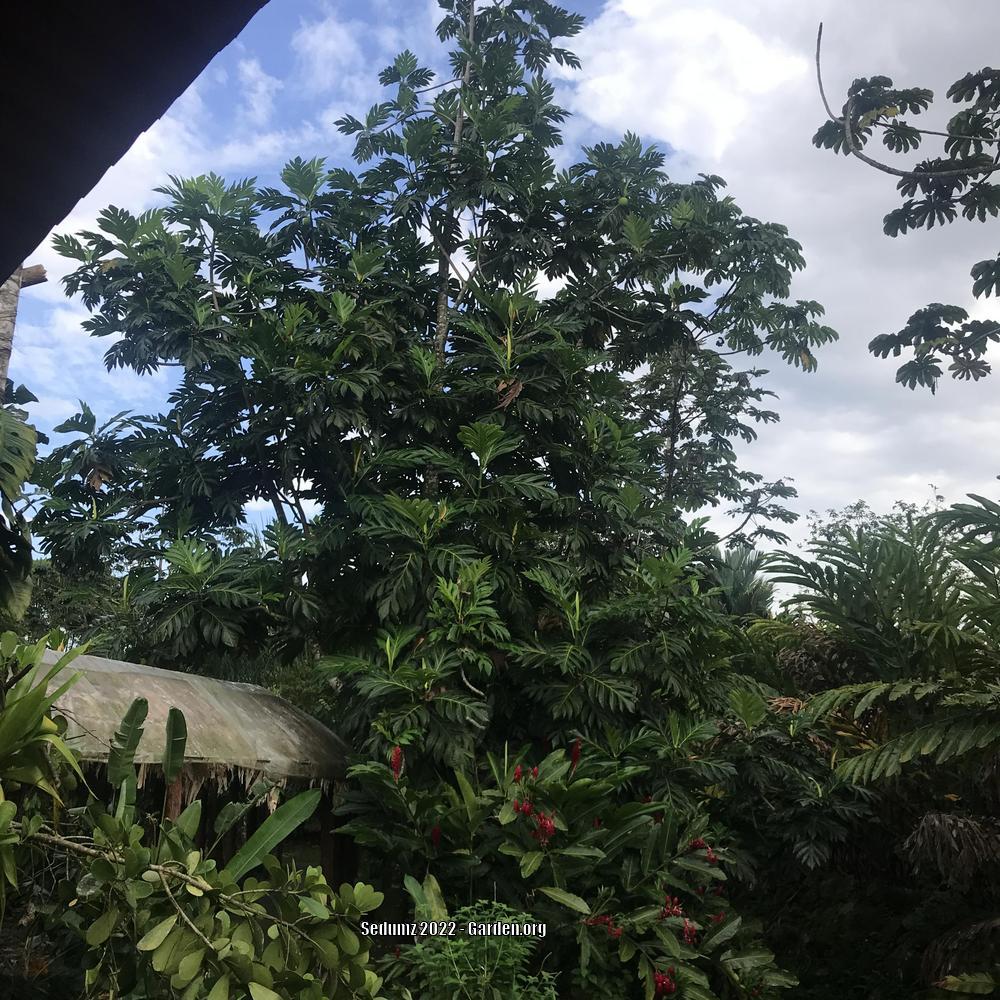 Photo of Breadfruit (Artocarpus altilis) uploaded by sedumzz