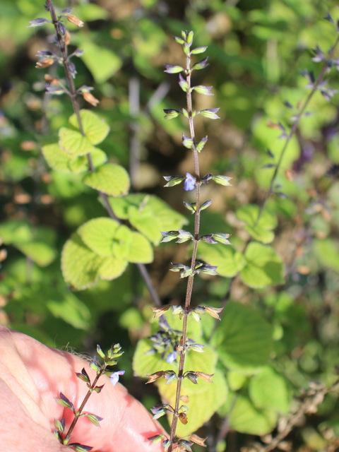 Photo of Lindenleaf Sage (Salvia tiliifolia) uploaded by RuuddeBlock