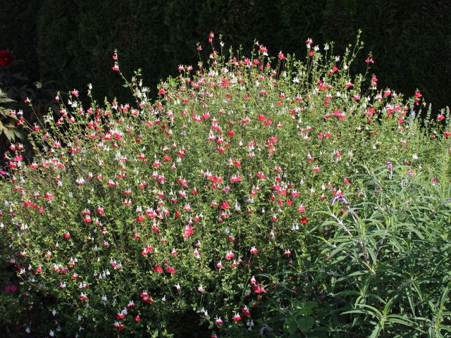 Photo of Blackcurrant Sage (Salvia microphylla 'Hot Lips') uploaded by RuuddeBlock