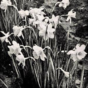 photo from the 1937 catalog, Conley's Blossom Farm, Eugene, Orego