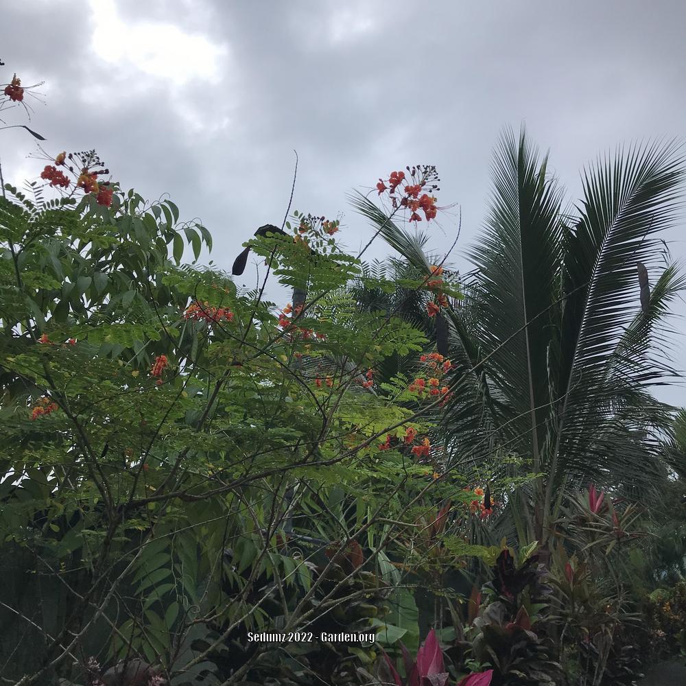Photo of Pride of Barbados (Caesalpinia pulcherrima) uploaded by sedumzz