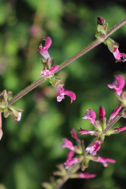 Photo of Salvia (Salvia viscosa) uploaded by RuuddeBlock
