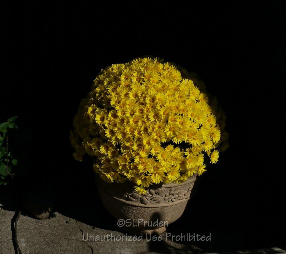 Photo of Garden Mum (Chrysanthemum 'Hankie Yellow') uploaded by DaylilySLP
