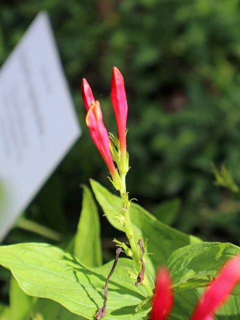 Photo of Indian Pink (Spigelia marilandica) uploaded by RuuddeBlock