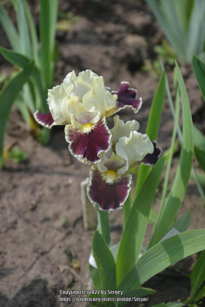 Photo of Standard Dwarf Bearded Iris (Iris 'Coconino') uploaded by Serjio