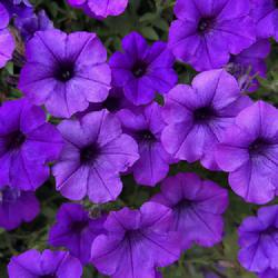 Location: 39.38781° N, 77.92490° W
Date: 07/18/2022
 Masses of small, indigo-purple flowers on a low spreading plant.