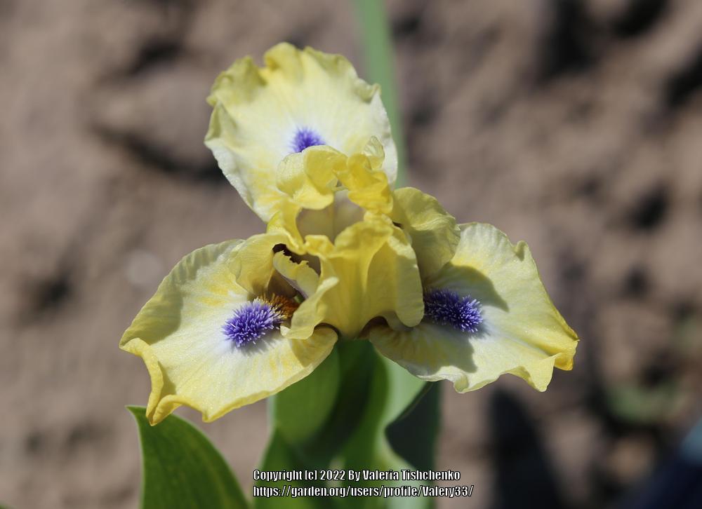 Photo of Standard Dwarf Bearded Iris (Iris 'Experiment') uploaded by Valery33