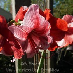 Location: My Plant
Date: 2020-05-20
My favorite Amaryllis, every bloom is different.