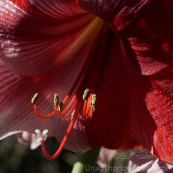 Location: My Plant
Date: 2020-05-20
My favorite Amaryllis, every bloom is different.
