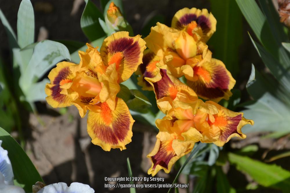 Photo of Standard Dwarf Bearded Iris (Iris 'Bright') uploaded by Serjio