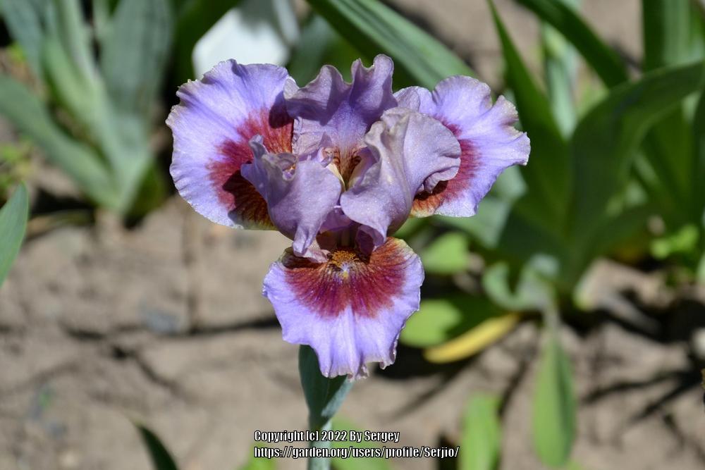 Photo of Standard Dwarf Bearded Iris (Iris 'Capiche') uploaded by Serjio