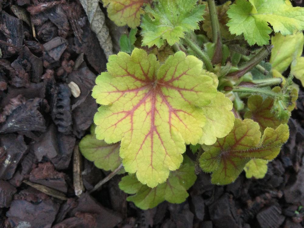 Photo of Coral Bells (Heuchera villosa 'Electra') uploaded by TheCreekKid