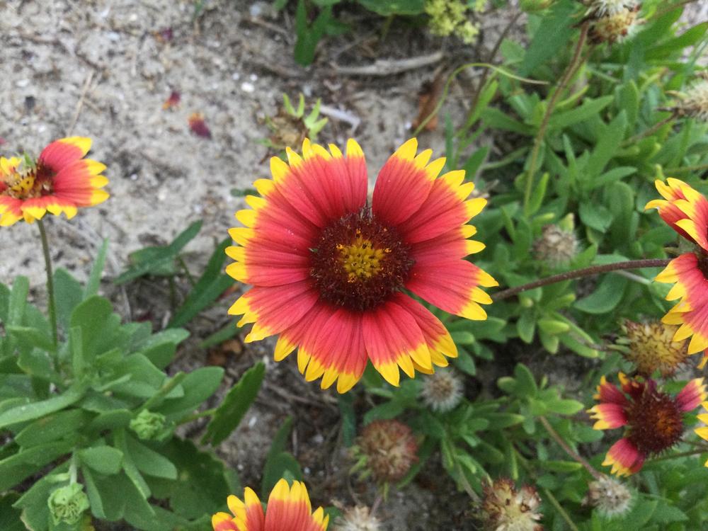 Photo of Blanket Flower (Gaillardia pulchella) uploaded by TheCreekKid