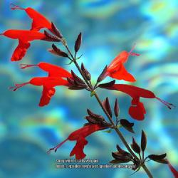 Location: Sebastian,  Florida
Date: 2022-12-23
Background is the water in the swimming pool; this Salvia is grow
