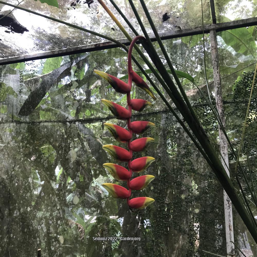 Photo of Hanging Lobster Claw (Heliconia rostrata) uploaded by sedumzz