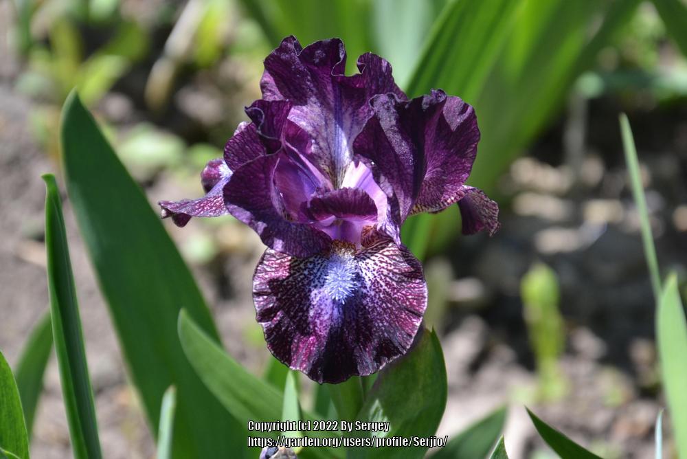 Photo of Standard Dwarf Bearded Iris (Iris 'Hoodlum') uploaded by Serjio