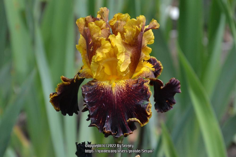 Photo of Border Bearded Iris (Iris 'Boy Genius') uploaded by Serjio