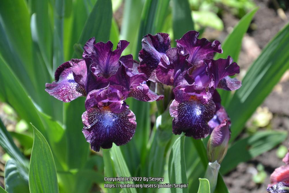 Photo of Standard Dwarf Bearded Iris (Iris 'Hoodlum') uploaded by Serjio