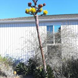 Location: San Diego, CA
Date: 2022-12-24
flowering next to the visitor's center of Cabrillo National Monum
