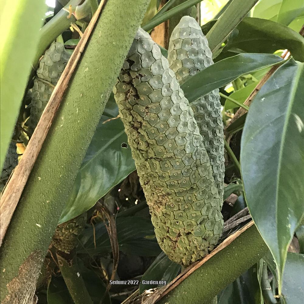 Photo of Split-Leaf Philodendron (Monstera deliciosa) uploaded by sedumzz