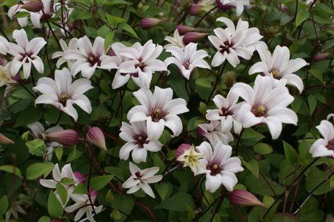 Photo of Clematis (Clematis texensis Princess Kate™) uploaded by Calif_Sue