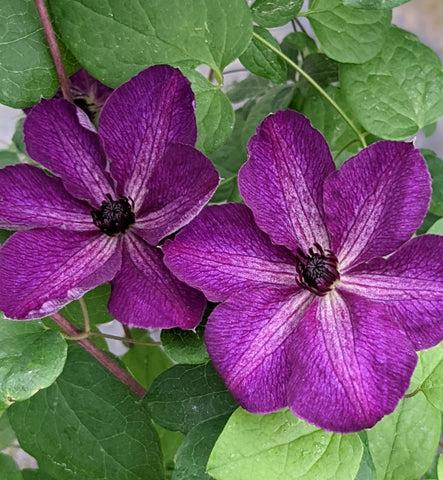 Photo of Clematis (Clematis viticella 'Night Veil') uploaded by Calif_Sue