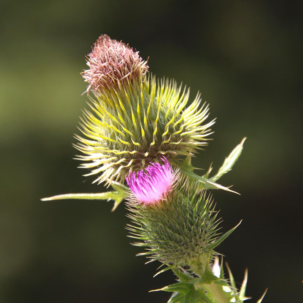 Photo of Bull Thistle (Cirsium vulgare) uploaded by LoriMT