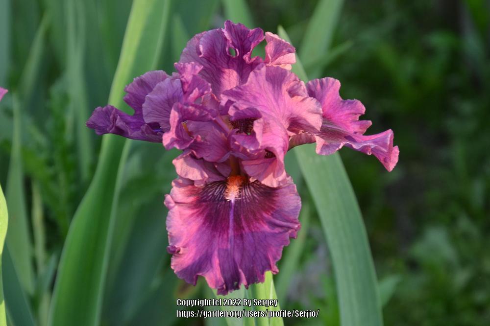 Photo of Intermediate Bearded Iris (Iris 'Pop Culture') uploaded by Serjio