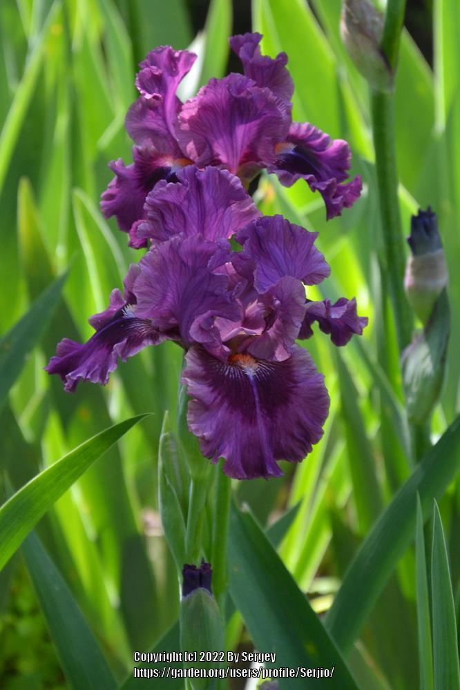 Photo of Intermediate Bearded Iris (Iris 'Pop Culture') uploaded by Serjio