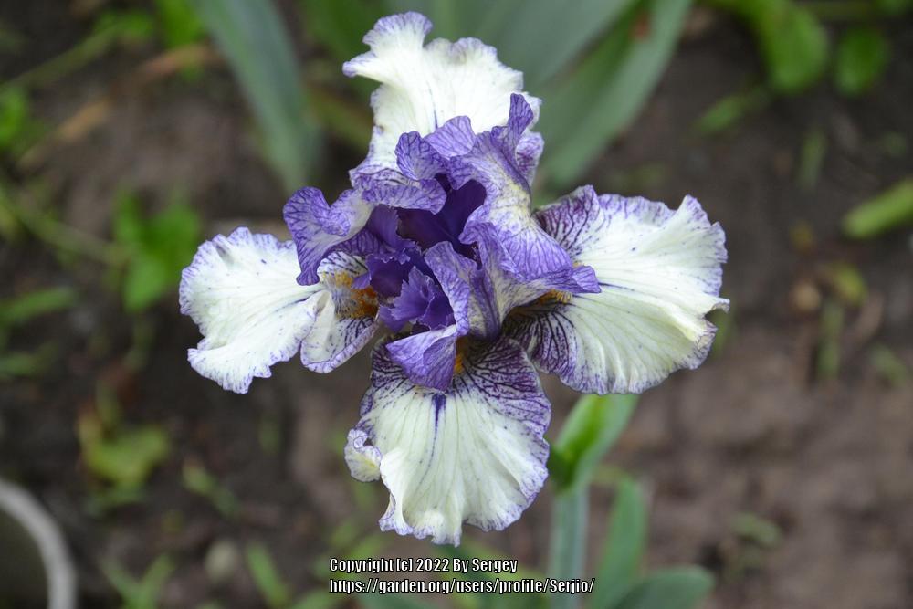 Photo of Intermediate Bearded Iris (Iris 'Presto Change-O') uploaded by Serjio