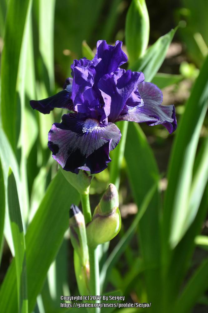Photo of Intermediate Bearded Iris (Iris 'Star in the Night') uploaded by Serjio