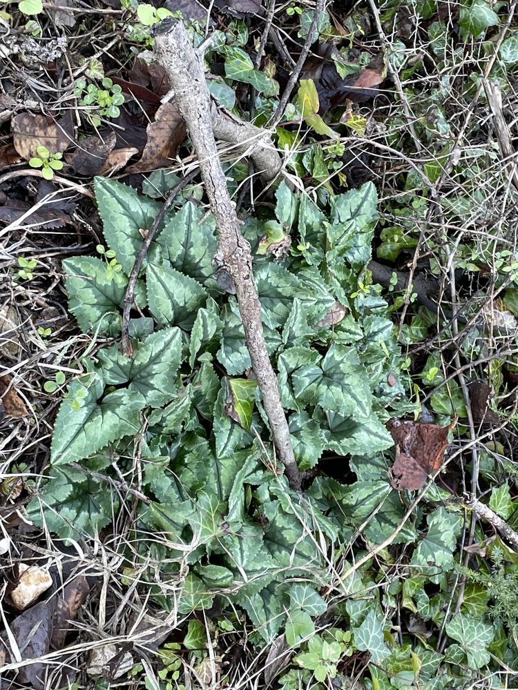 Photo of Hardy Cyclamen (Cyclamen hederifolium) uploaded by jooshewa