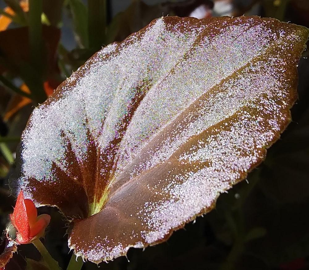 Photo of Wax Begonia (Begonia x semperflorens-cultorum) uploaded by purpleinopp