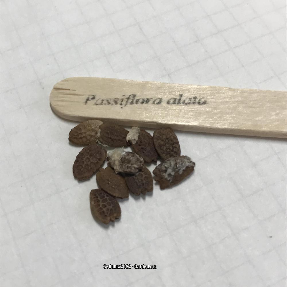 Photo of Passionflower (Passiflora alata) uploaded by sedumzz