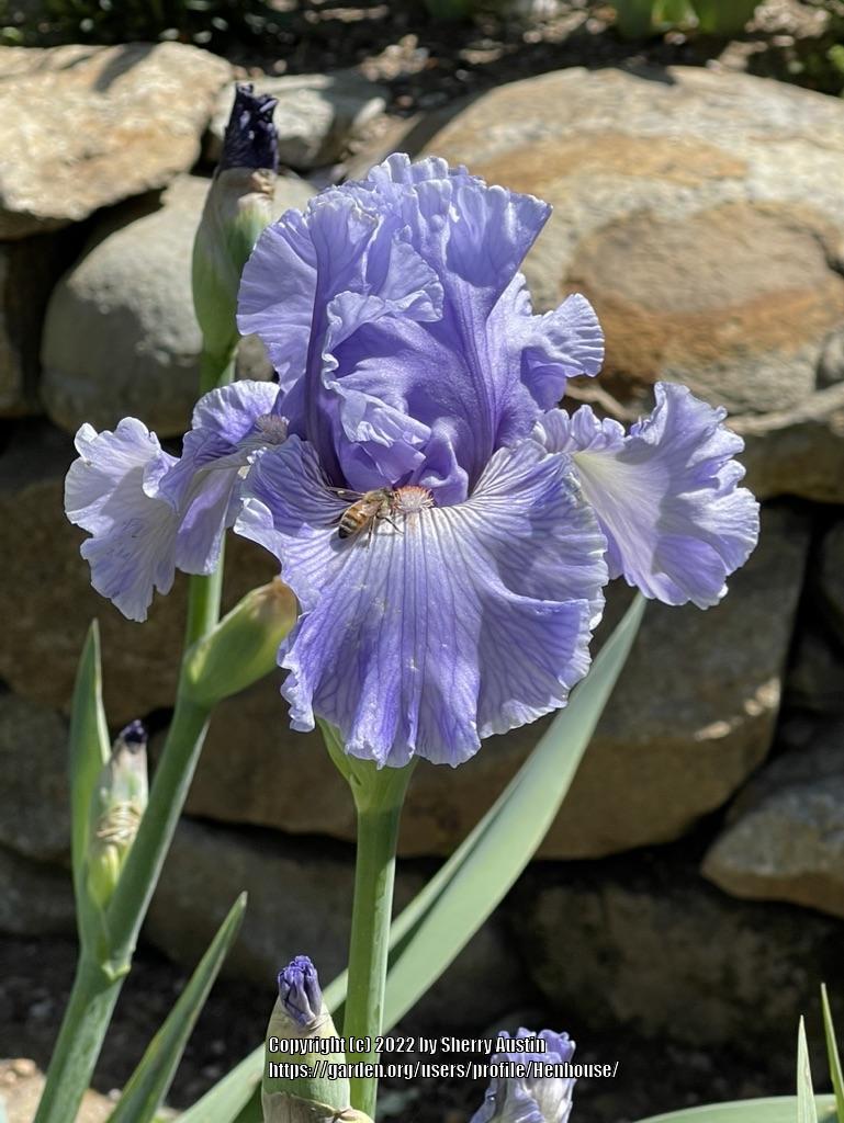Photo of Tall Bearded Iris (Iris 'Ocean Liner') uploaded by Henhouse