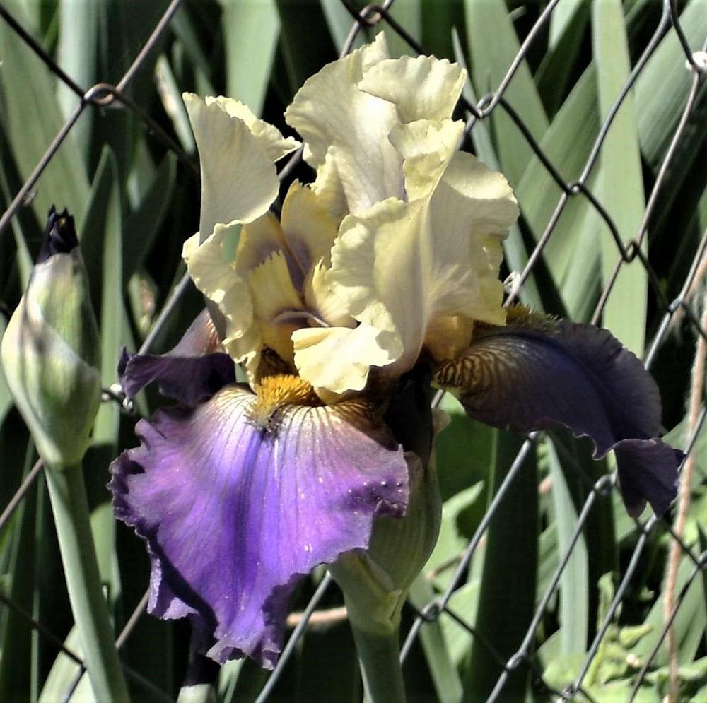 Photo of Tall Bearded Iris (Iris 'Harry's Beloved') uploaded by MShadow