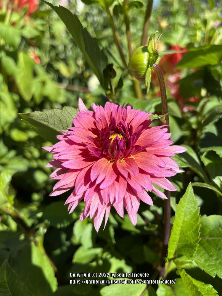 Photo of Dahlia 'Sonic Bloom' uploaded by ScarletTricycle