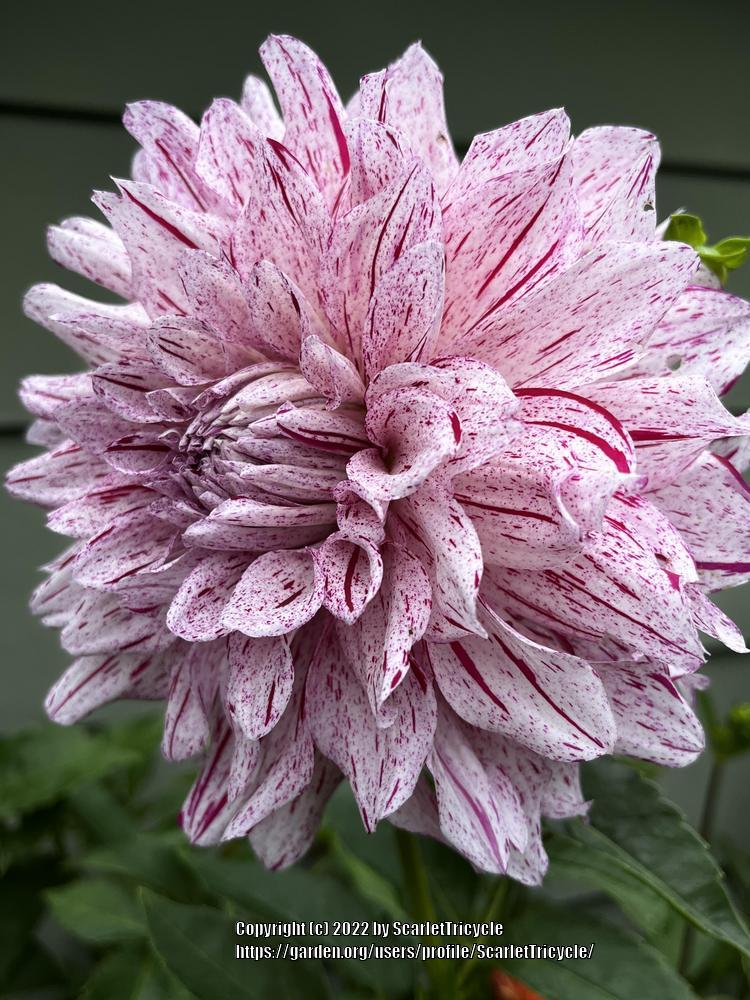 Photo of Dahlia 'AC Paint' uploaded by ScarletTricycle
