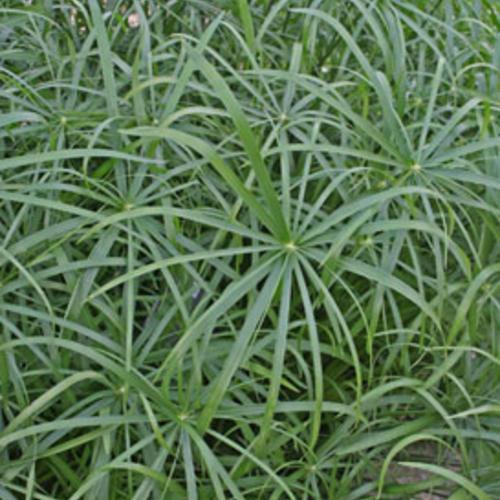 Photo of Umbrella Grass (Cyperus involucratus Graceful Grasses® Baby Tut®) uploaded by Calif_Sue