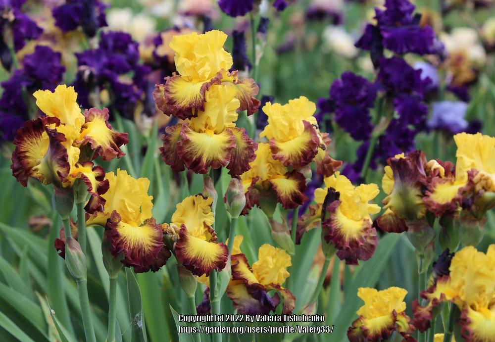 Photo of Tall Bearded Iris (Iris 'Summer Shadow') uploaded by Valery33