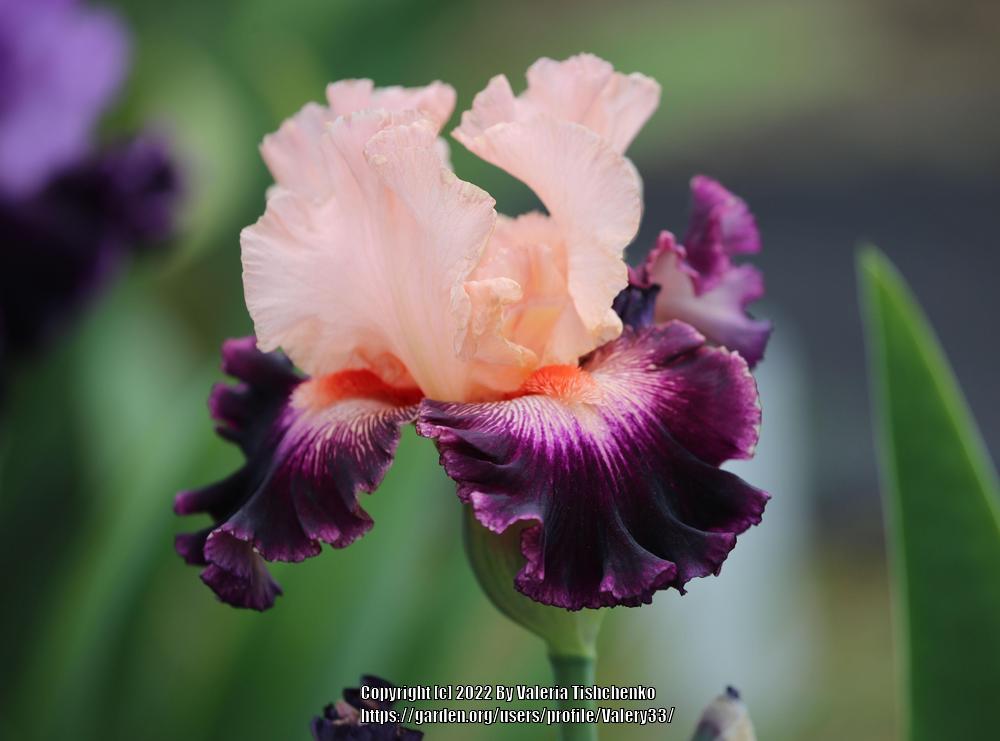 Photo of Tall Bearded Iris (Iris 'Jazz Era') uploaded by Valery33