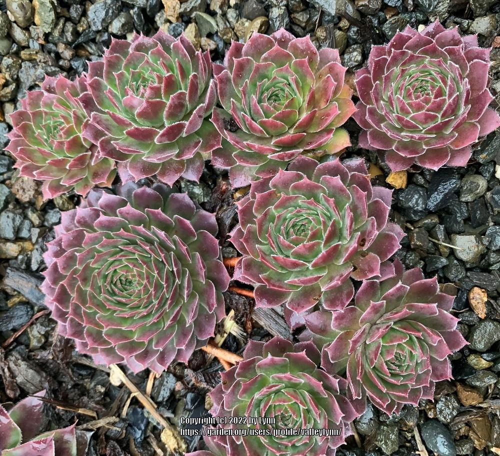 Photo of Hen and Chicks (Sempervivum 'Rhubarb Crumble') uploaded by valleylynn