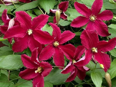 Photo of Clematis Burning Love™ uploaded by Calif_Sue
