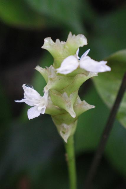 Photo of Calathea (Goeppertia albertii) uploaded by RuuddeBlock