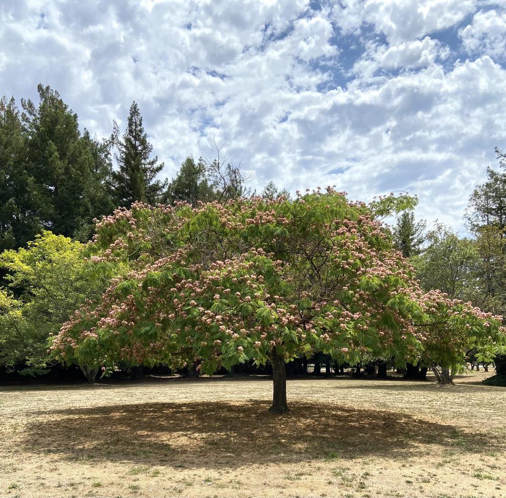 Photo of Mimosa Tree (Albizia julibrissin) uploaded by Calif_Sue