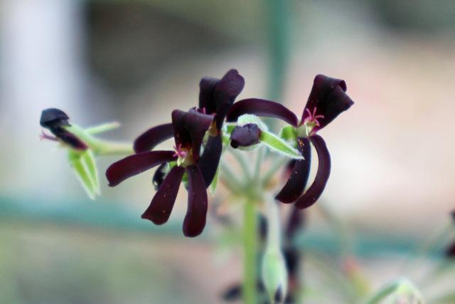 Photo of South African Geranium (Pelargonium sidoides) uploaded by RuuddeBlock