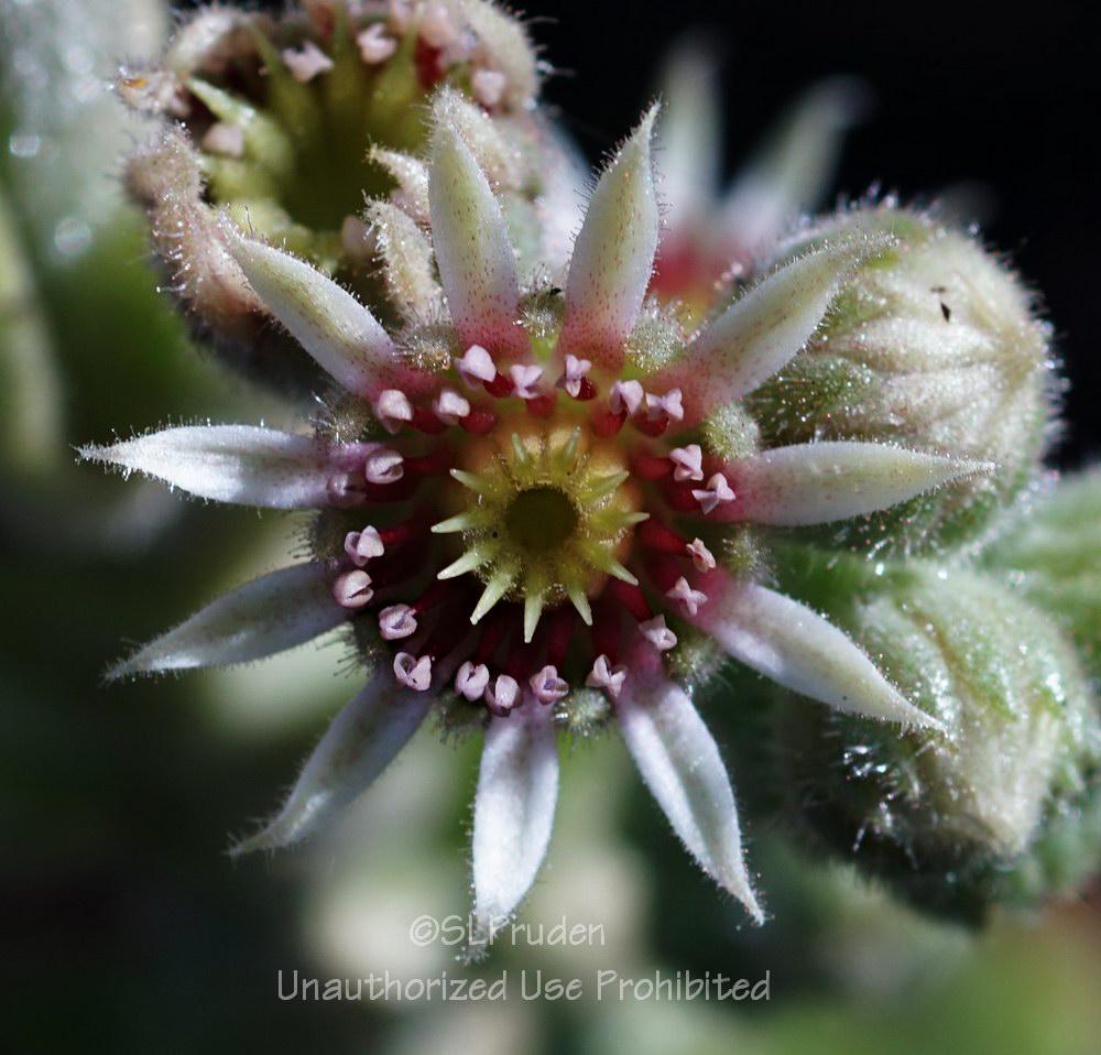 Photo of Hen and Chicks (Sempervivum calcareum 'Pink Pearl') uploaded by DaylilySLP